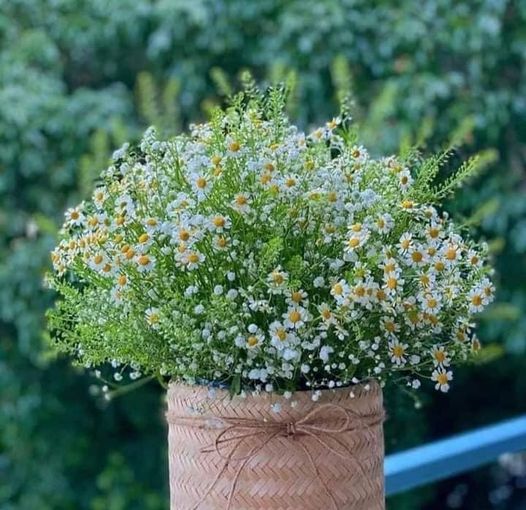 Ch&ugrave;m thơ của Vũ Quốc Hưng (Th&aacute;i Nguy&ecirc;n)